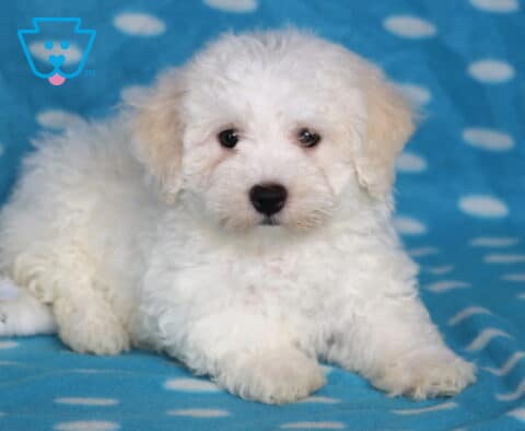 Blaze Bichon