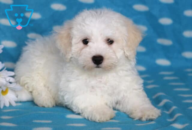Blaze Bichon image