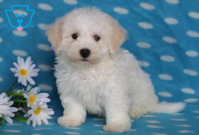 Blaze Bichon2 image