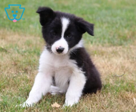 Blaze Border Collie