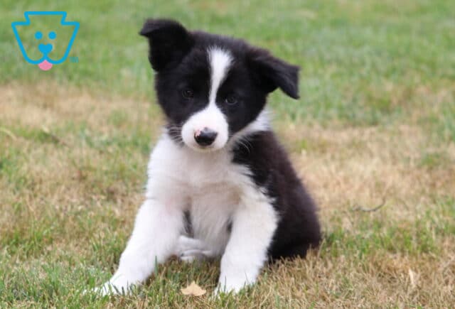 Blaze Border Collie image