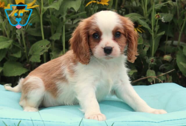 Blossom Cavalier image