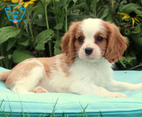 Blossom Cavalier2