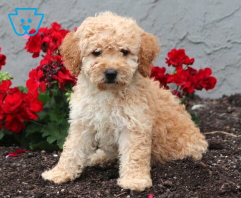 Blossom Cockapoo