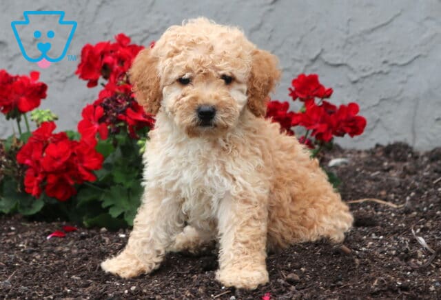 Blossom Cockapoo image