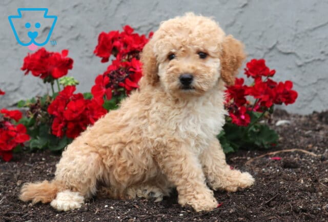 Blossom Cockapoo2 image