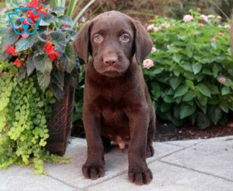 Blu Choc Lab