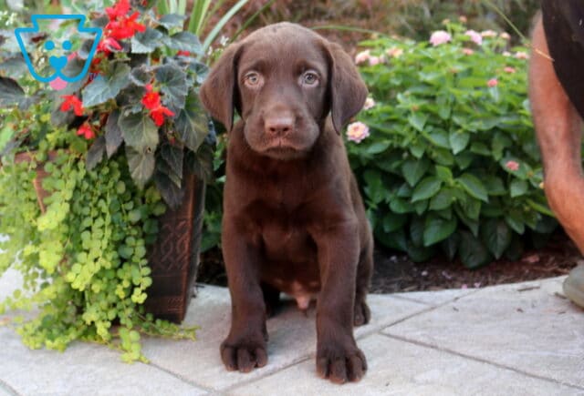 Blu Choc Lab image