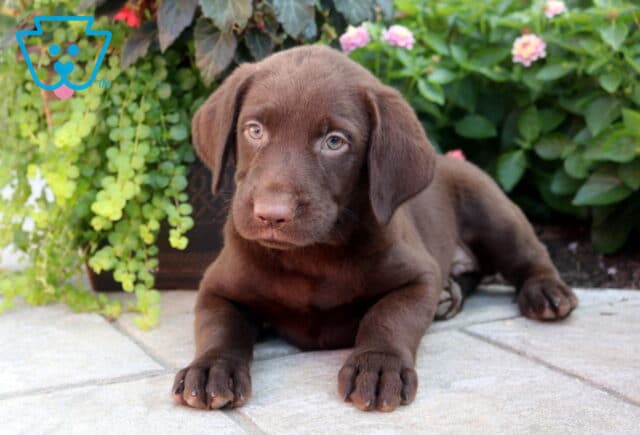Blu Choc Lab2 image