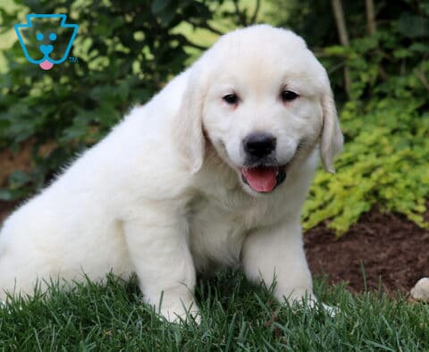 Blu Eng Cream Golden