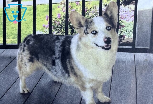 Blue Merle Welsh Corgi image
