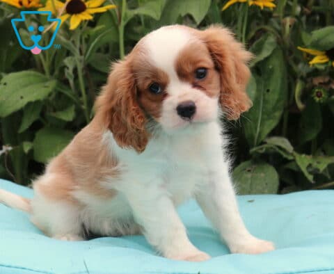 Bluffy Cavalier