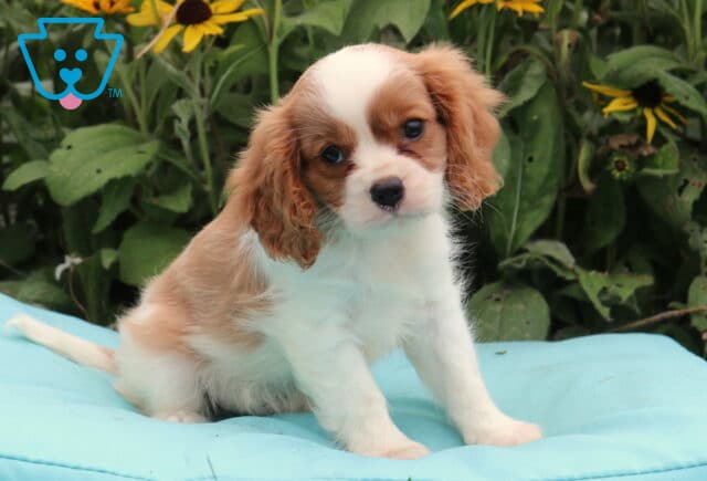 Bluffy Cavalier image