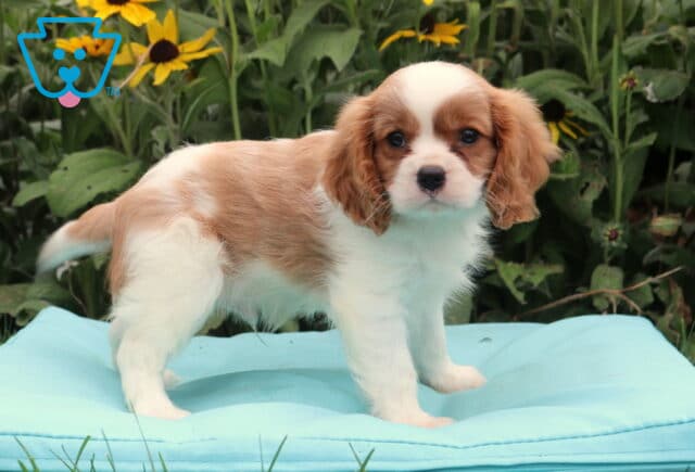 Bluffy Cavalier2 image
