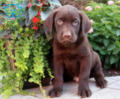 Bobby Choc Lab