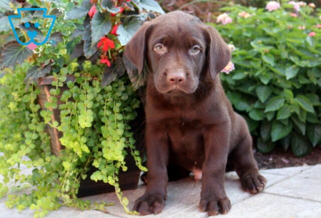 Bobby Choc Lab image