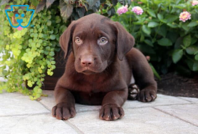 Bobby Choc Lab2 image