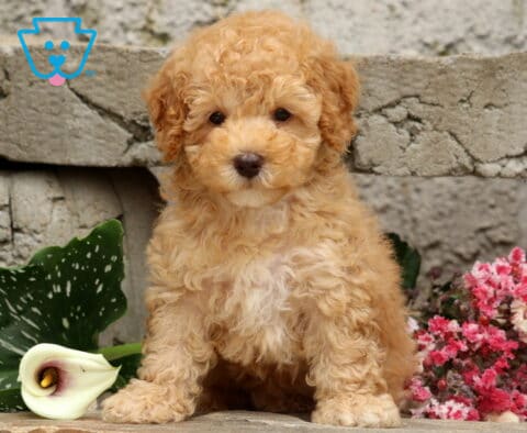 Apricot Mini Poodle puppy with a fluffy curly coat and a creamy white chest, sitting alert on a stone ledge beside a white calla lily and bright pink flowers against a rustic stone wall.