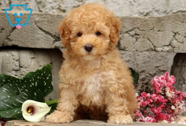 Apricot Mini Poodle puppy with a fluffy curly coat and a creamy white chest, sitting alert on a stone ledge beside a white calla lily and bright pink flowers against a rustic stone wall. image