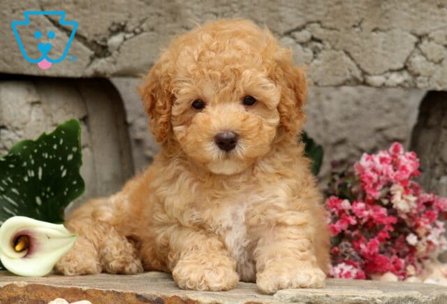 Apricot Mini Poodle puppy with a plush curly coat and a soft white chest, lying on a stone ledge beside a blooming calla lily and pink flowers with a charming rustic stone backdrop. image