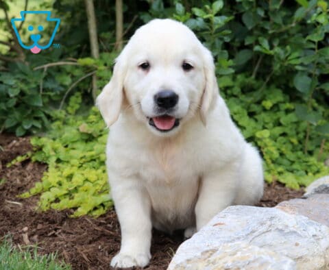 Boss Eng Cream Golden