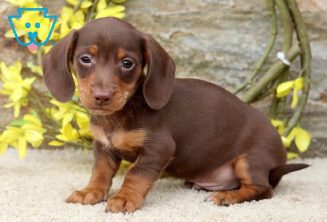 Chocolate and tan Mini Dachshund puppy sitting on a plush cream blanket with yellow flowers behind, displaying a smooth coat, floppy ears, and a sweet, inquisitive expression. image