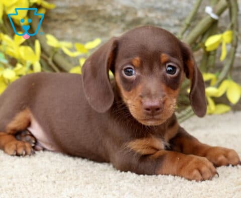 Smooth-coated chocolate and tan Mini Dachshund puppy lying comfortably on a soft cream blanket, framed by cheerful yellow flowers with bright, expressive eyes looking toward the camera.