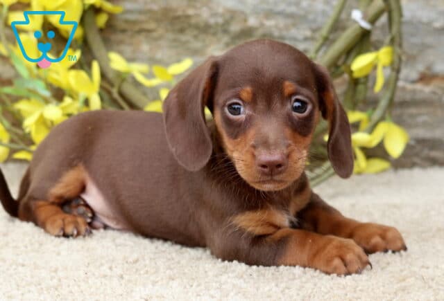 Smooth-coated chocolate and tan Mini Dachshund puppy lying comfortably on a soft cream blanket, framed by cheerful yellow flowers with bright, expressive eyes looking toward the camera. image