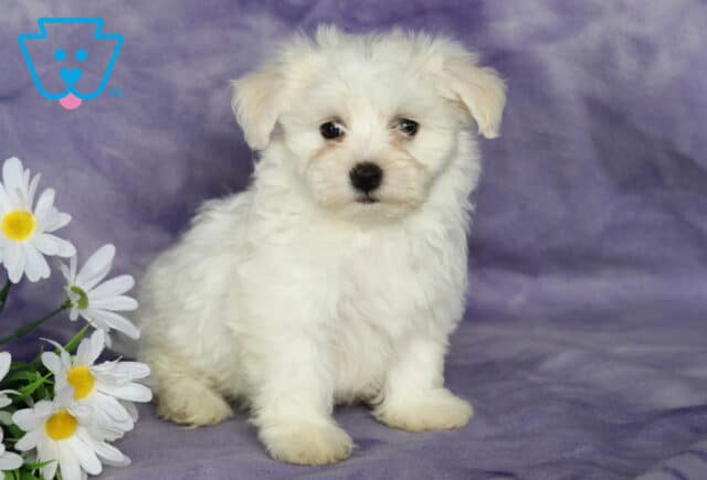 Breeze Bichon image