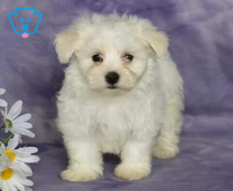 Breeze Bichon2