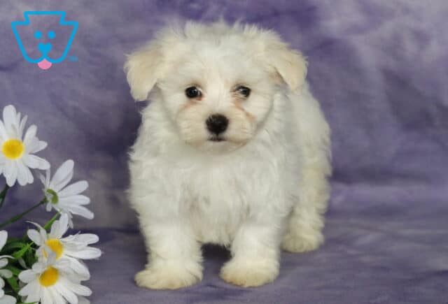 Breeze Bichon2 image