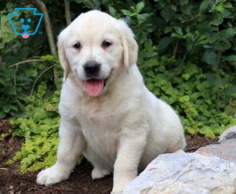 Breeze Eng Cream Golden