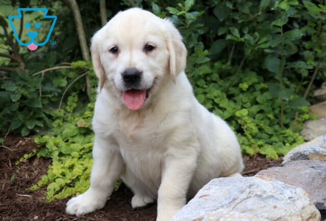 Breeze Eng Cream Golden image