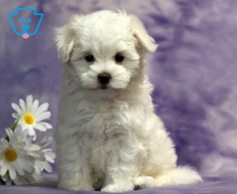 Adorable white Maltese puppy sitting on a lavender blanket beside white daisies, showcasing a fluffy snow-white coat, floppy ears, bright black eyes, and a sweet teddy bear expression perfect for a family companion.