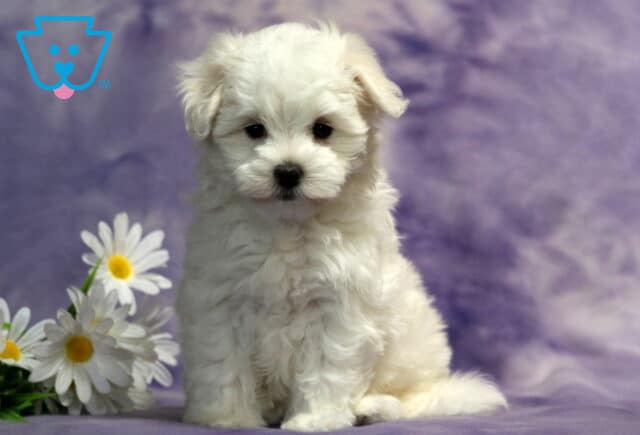 Adorable white Maltese puppy sitting on a lavender blanket beside white daisies, showcasing a fluffy snow-white coat, floppy ears, bright black eyes, and a sweet teddy bear expression perfect for a family companion. image