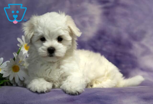 Fluffy white Maltese puppy lounging on a soft lavender blanket beside a bouquet of white daisies, featuring a silky snow-white coat, button-black nose, sparkling dark eyes, and a calm, lovable expression. image