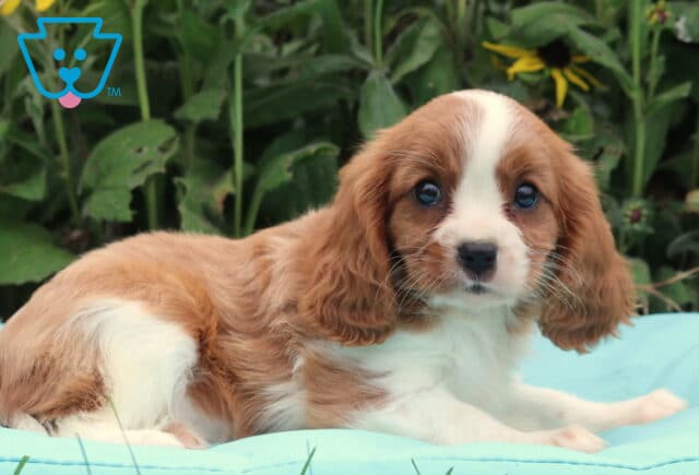 Brenda Cavalier image