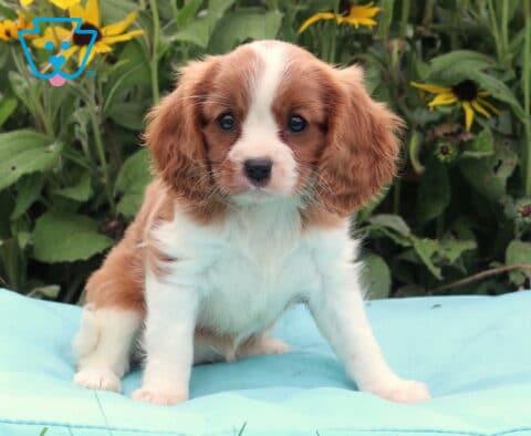 Brenda Cavalier2