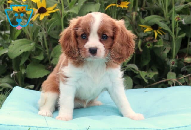 Brenda Cavalier2 image