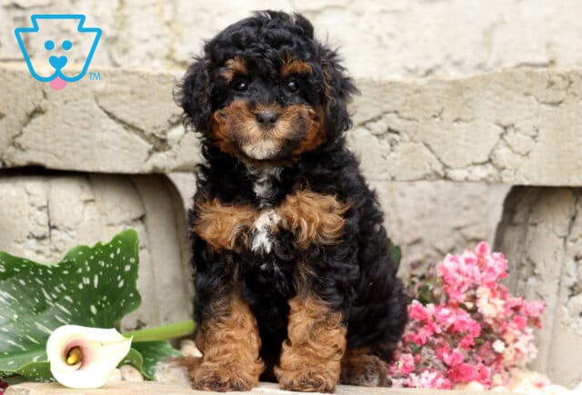 Black and tan Mini Poodle puppy with a curly coat and a tiny white patch on its chest, sitting proudly among blooming flowers in front of a rustic stone garden wall. image