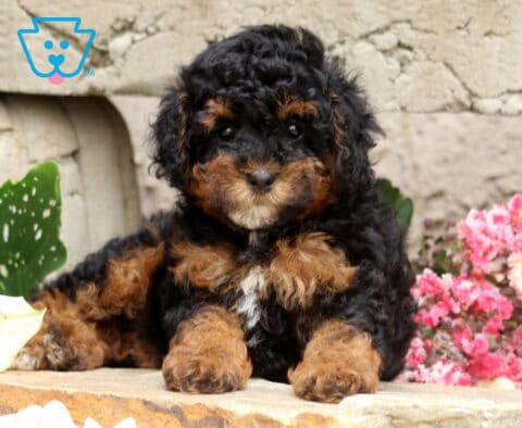Black and tan Mini Poodle puppy with rich copper markings and a tiny white chest patch, resting comfortably on a natural stone ledge surrounded by elegant flowers and a rustic stone backdrop.