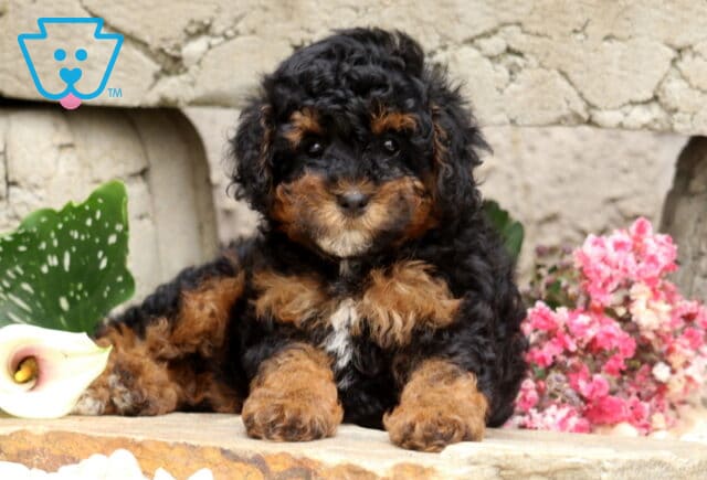 Black and tan Mini Poodle puppy with rich copper markings and a tiny white chest patch, resting comfortably on a natural stone ledge surrounded by elegant flowers and a rustic stone backdrop. image