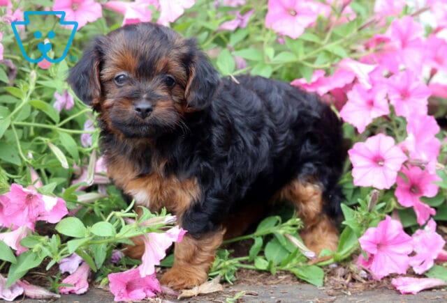 Tiny black and tan Yorkiepoo puppy standing among vibrant pink petunias, featuring a fluffy wavy coat and an inquisitive expression as it looks toward the camera. image