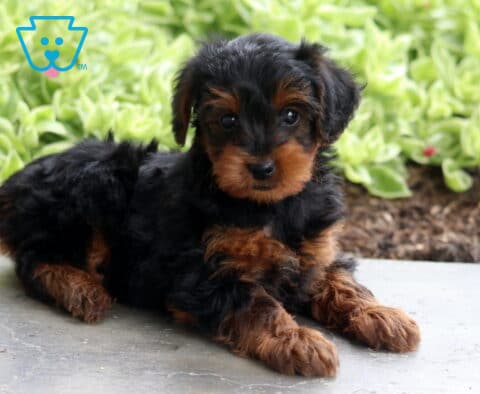 Brianna Yorkiepoo