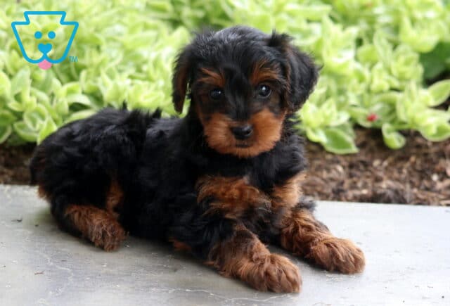 Brianna Yorkiepoo image