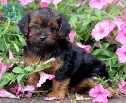 Black and tan Yorkiepoo puppy sitting among blooming pink petunias, featuring a soft wavy coat and a gentle, curious expression as it looks directly at the camera.