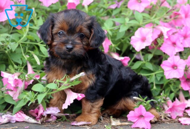 Black and tan Yorkiepoo puppy sitting among blooming pink petunias, featuring a soft wavy coat and a gentle, curious expression as it looks directly at the camera. image