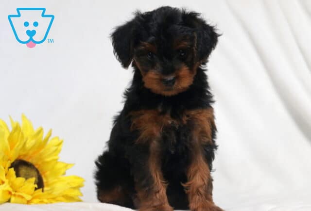 Brianna Yorkiepoo2 image