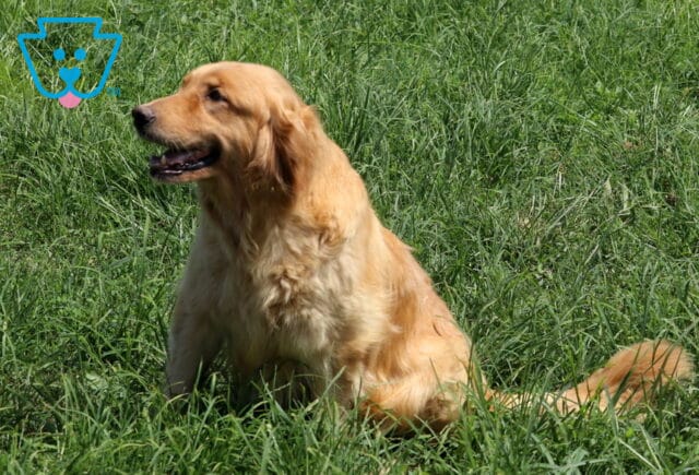 Brittany Golden Retriever Leon Peachey image