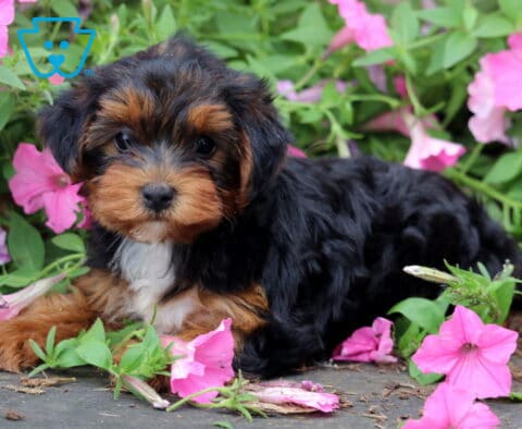 Tri-color Yorkiepoo puppy with a fluffy black, tan, and white coat lying among vibrant pink petunias, looking sweetly toward the camera with bright, expressive eyes.